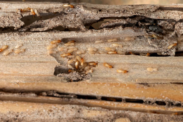 Spider Control Near Me in Williamsport, IN